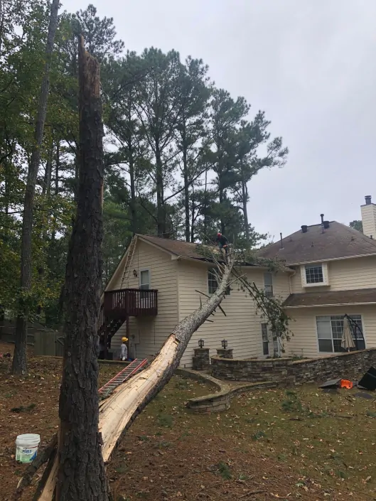 trujilhotreeservice-1-529x705