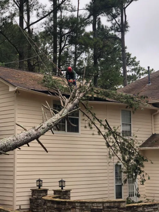 trujilhotreeservice01-2-529x705