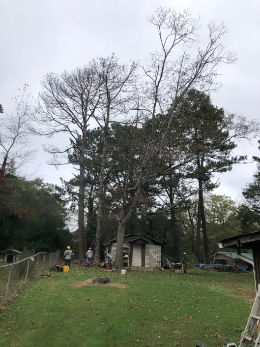 trujilhotreeservice05-529x705